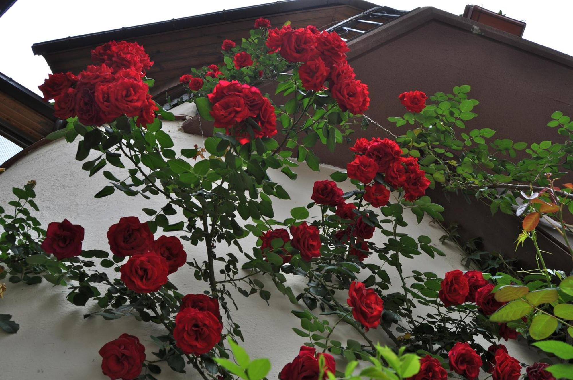 Hosteria Catalana Bosost  Exterior foto